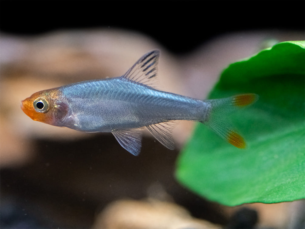 Rummy Nose Rasbora AKA Sawbwa Barb (Sawbwa resplendens) - TANK-BRED!!!