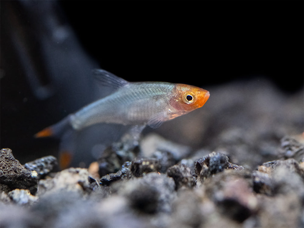 Rummy Nose Rasbora AKA Sawbwa Barb (Sawbwa resplendens) - TANK-BRED!!!
