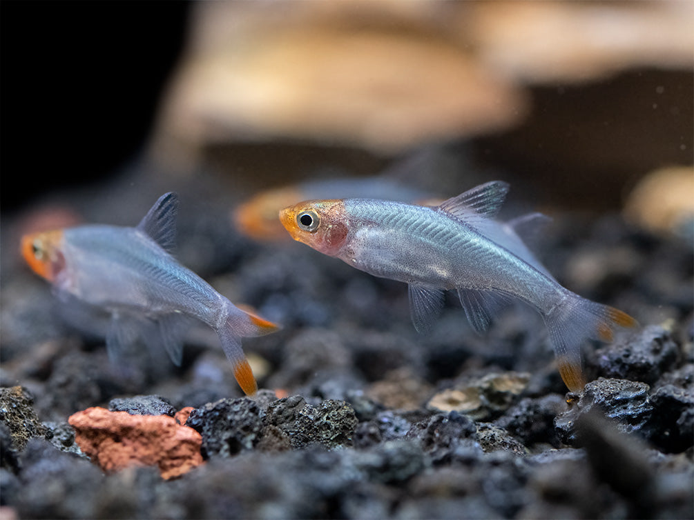 Rummy Nose Rasbora AKA Sawbwa Barb (Sawbwa resplendens) - TANK-BRED!!!