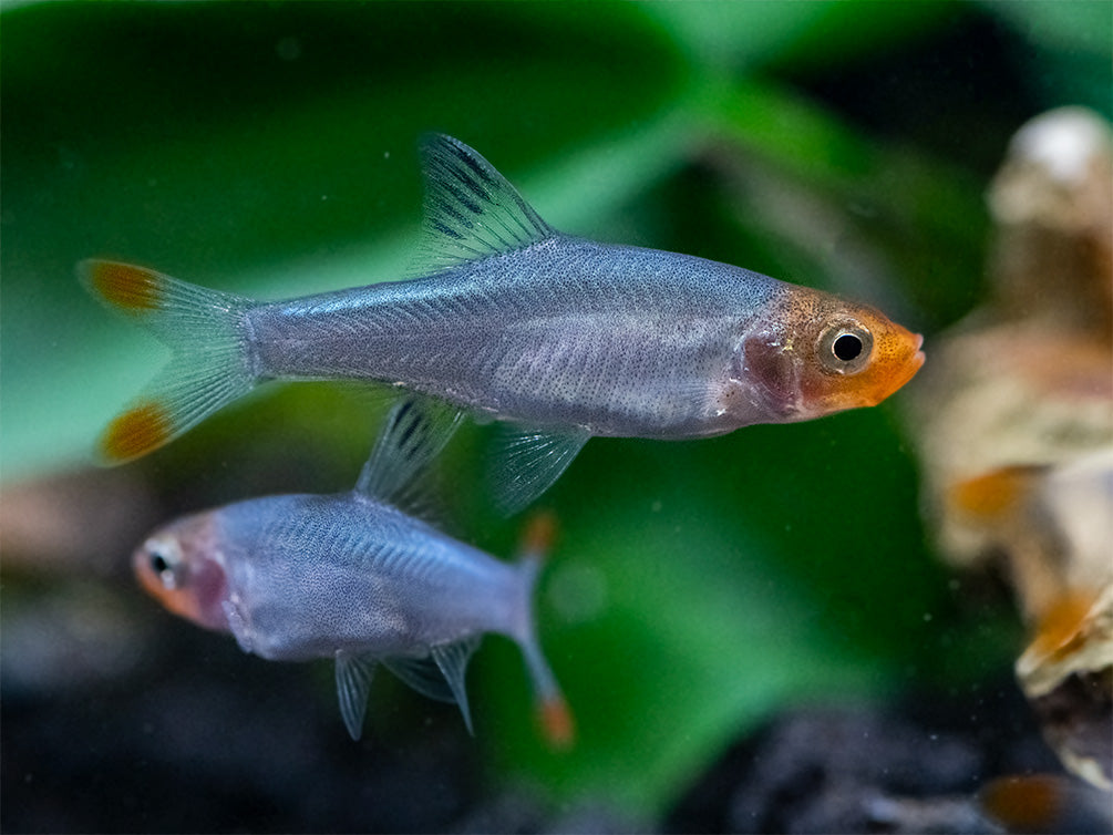 Rummy Nose Rasbora AKA Sawbwa Barb (Sawbwa resplendens) - TANK-BRED!!!