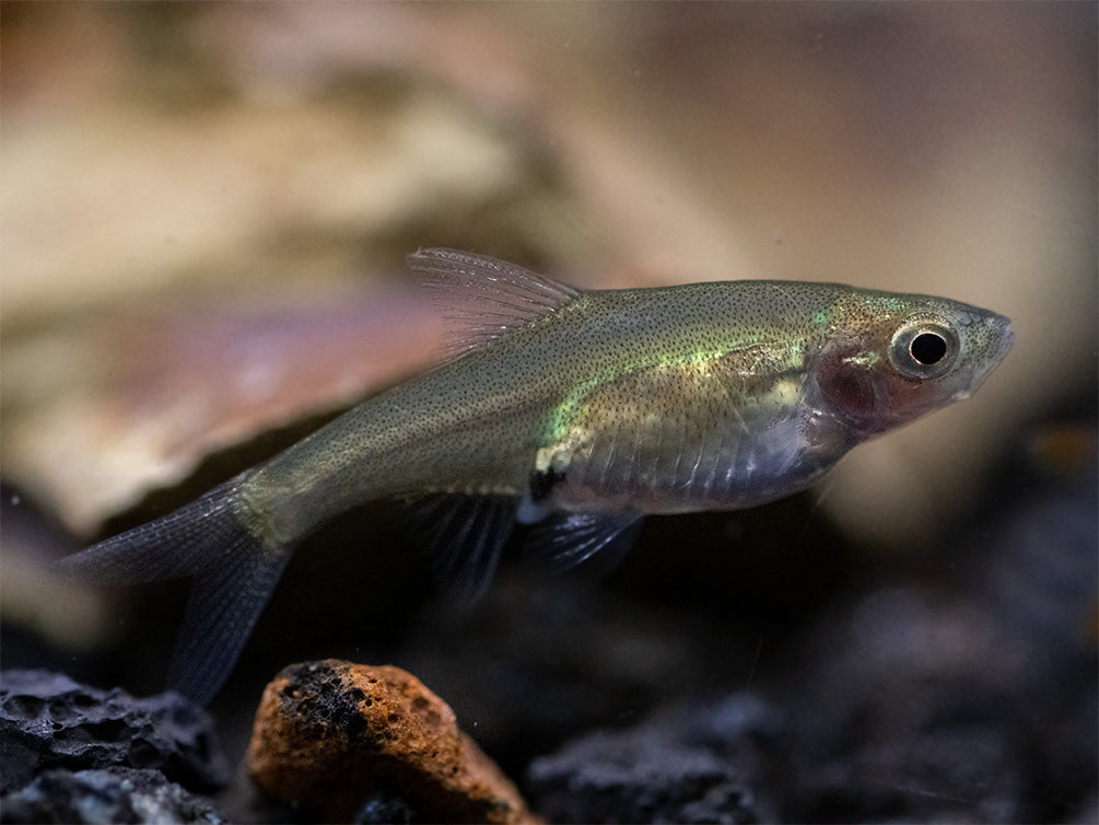 Rummy Nose Rasbora AKA Sawbwa Barb (Sawbwa resplendens) - TANK-BRED!!!