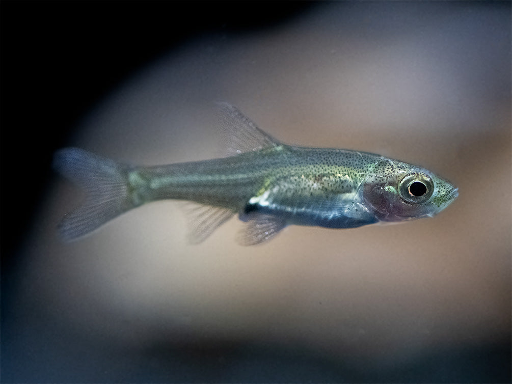 Rummy Nose Rasbora AKA Sawbwa Barb (Sawbwa resplendens) - TANK-BRED!!!