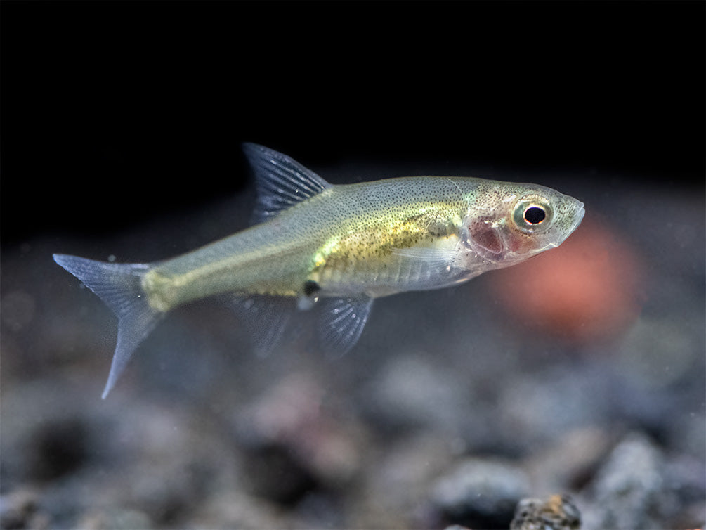Rummy Nose Rasbora AKA Sawbwa Barb (Sawbwa resplendens) - TANK-BRED!!!