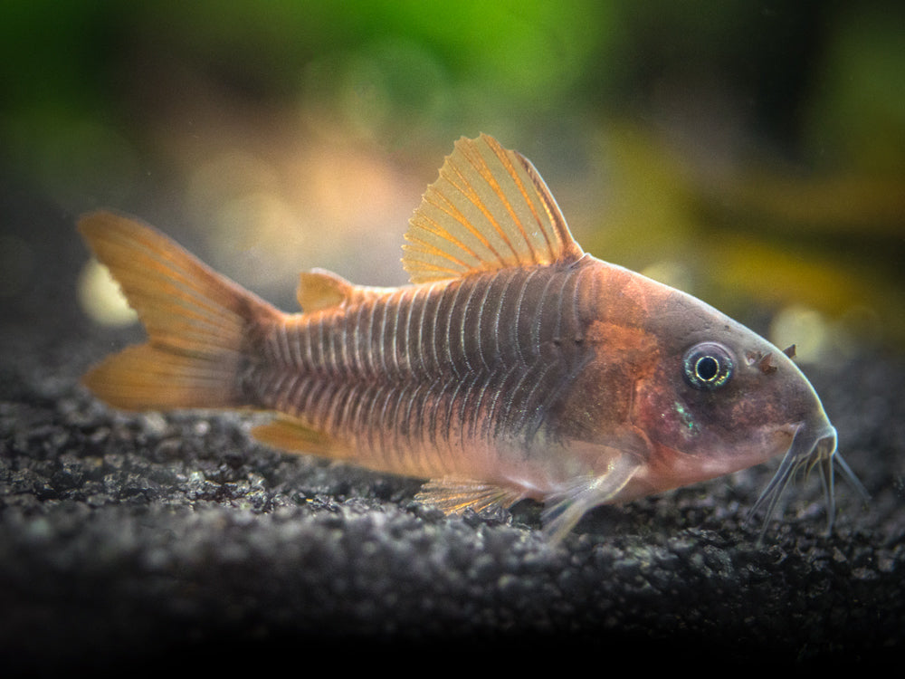 Corydoras Rabauti