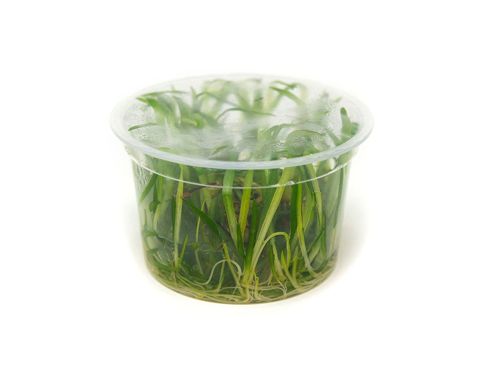 Narrowleaf Sagittaria AKA Dwarf Arrowhead (Sagittaria subulata) Tissue Culture