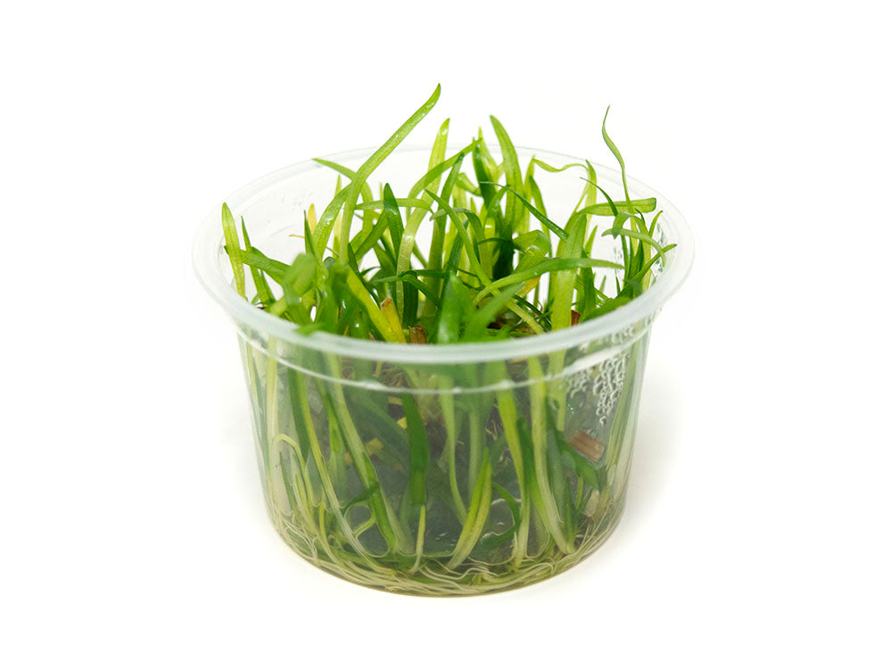 Narrowleaf Sagittaria AKA Dwarf Arrowhead (Sagittaria subulata) Tissue Culture