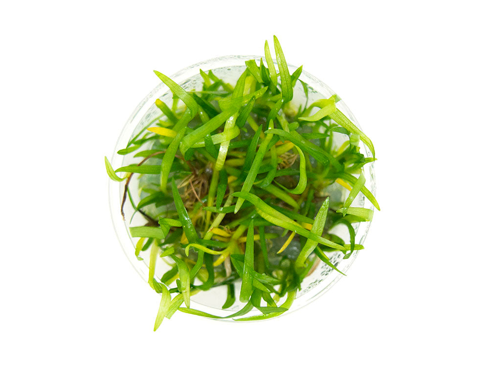 Narrowleaf Sagittaria AKA Dwarf Arrowhead (Sagittaria subulata) Tissue Culture