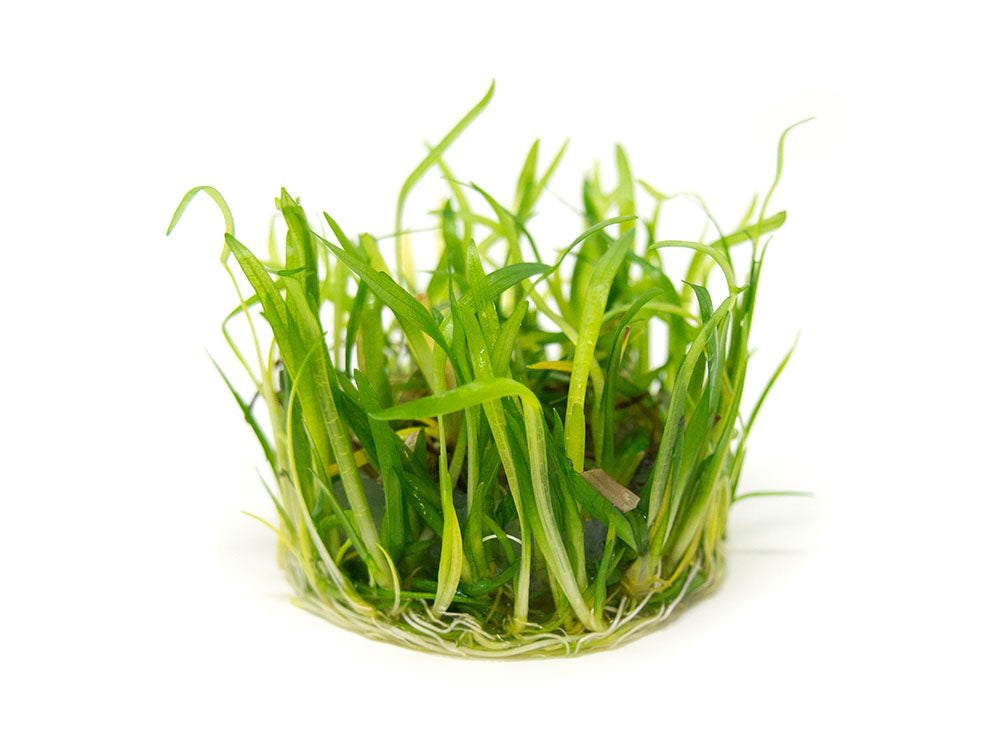 Narrowleaf Sagittaria AKA Dwarf Arrowhead (Sagittaria subulata) Tissue Culture