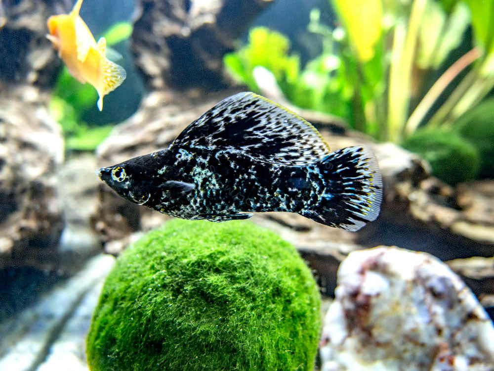 Assorted Sailfin Molly (Poecilia latipinna/velifera) - Tank-Bred!