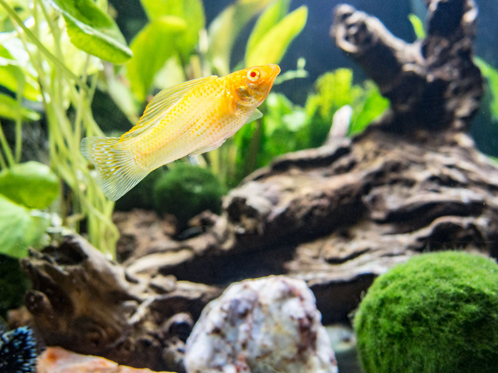 Assorted Sailfin Molly (Poecilia latipinna/velifera) - Tank-Bred!