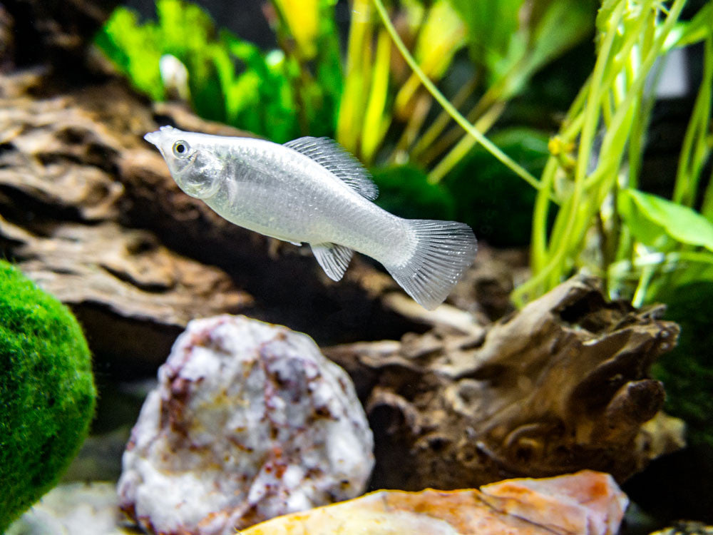 Assorted Sailfin Molly (Poecilia latipinna/velifera) - Tank-Bred!