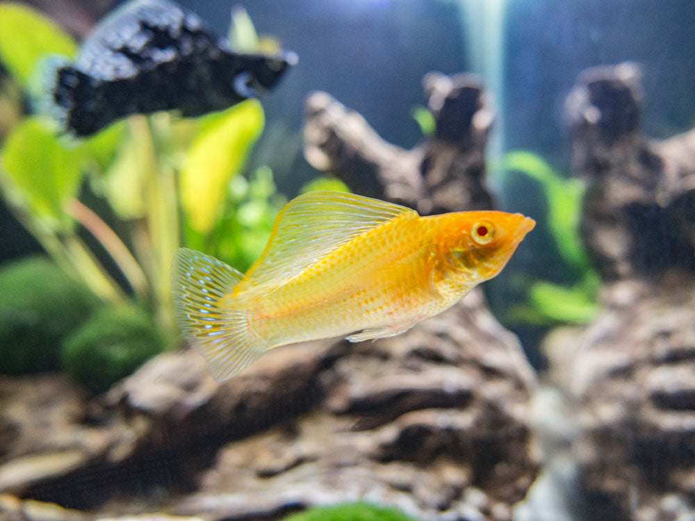 Assorted Sailfin Molly (Poecilia latipinna/velifera) - Tank-Bred!