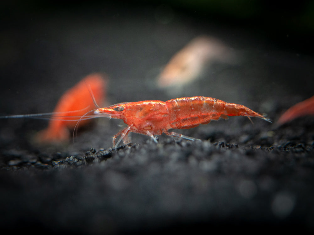 Aquatic Arts Sakura Red Cherry Shrimp (Neocaridina davidi), Tank-Bred