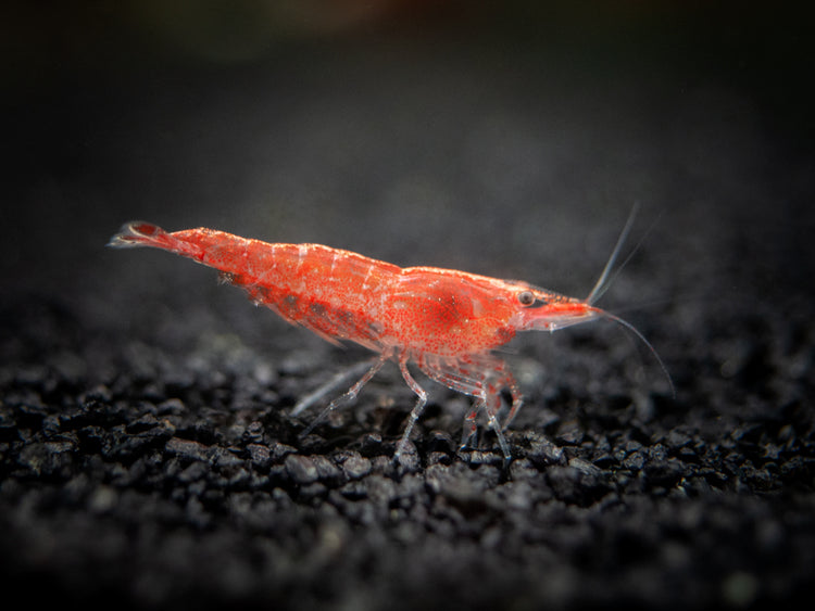 Aquatic Arts Sakura Red Cherry Shrimp (Neocaridina davidi), Tank-Bred