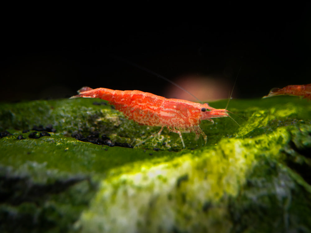 Aquatic Arts Sakura Red Cherry Shrimp (Neocaridina davidi), Tank-Bred