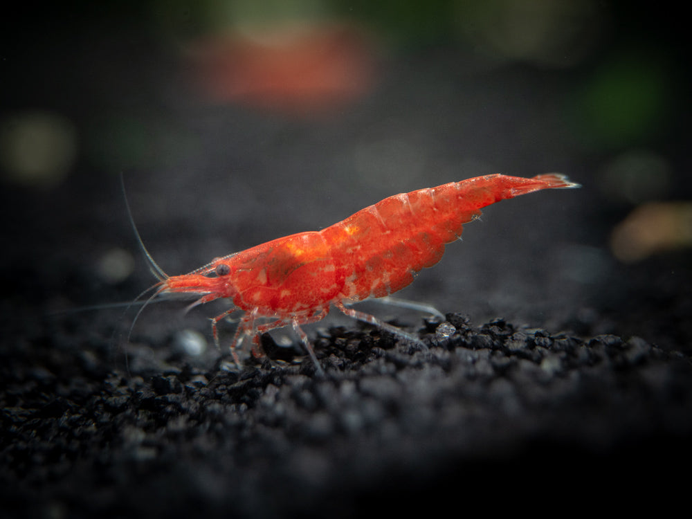 Aquatic Arts Sakura Red Cherry Shrimp (Neocaridina davidi), Tank-Bred