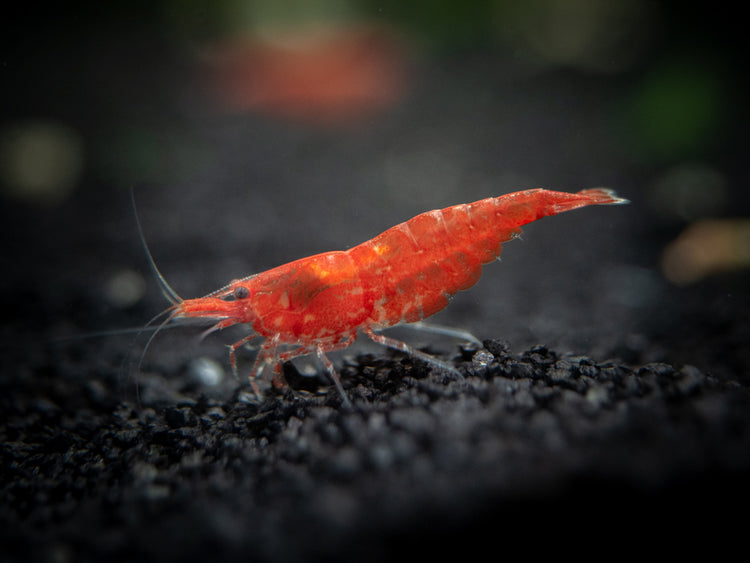 Aquatic Arts Sakura Red Cherry Shrimp (Neocaridina davidi), Tank-Bred