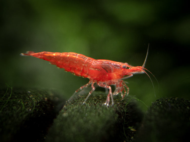 Aquatic Arts Sakura Red Cherry Shrimp (Neocaridina davidi), Tank-Bred