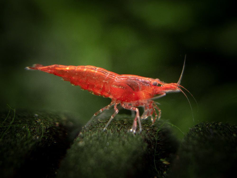 Red and Yellow Dwarf Shrimp Combo Pack, Tank-Bred!