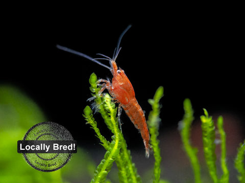 Red Onyx Shrimp (Neocaridina davidi), BREDBY: Aquatic Arts