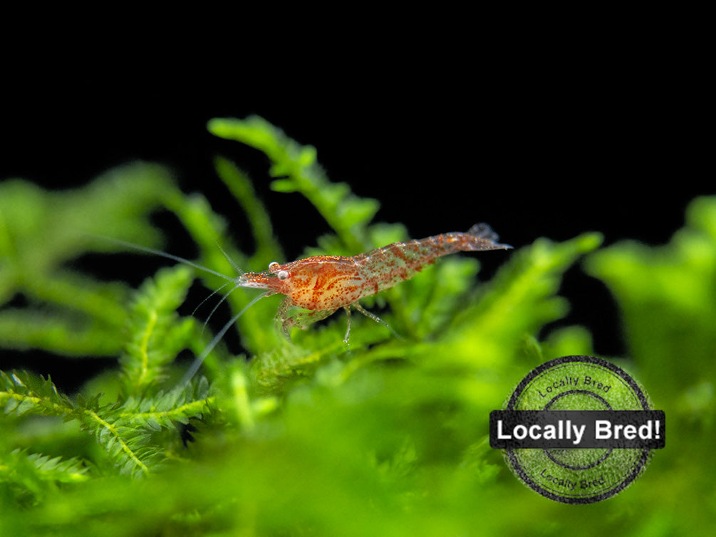 Sakura Red Cherry Shrimp, Locally-Bred Combo Box