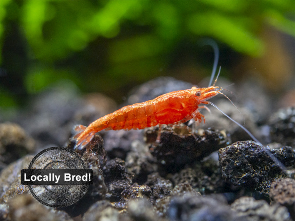 Sakura Red Cherry Shrimp, Locally-Bred Combo Box