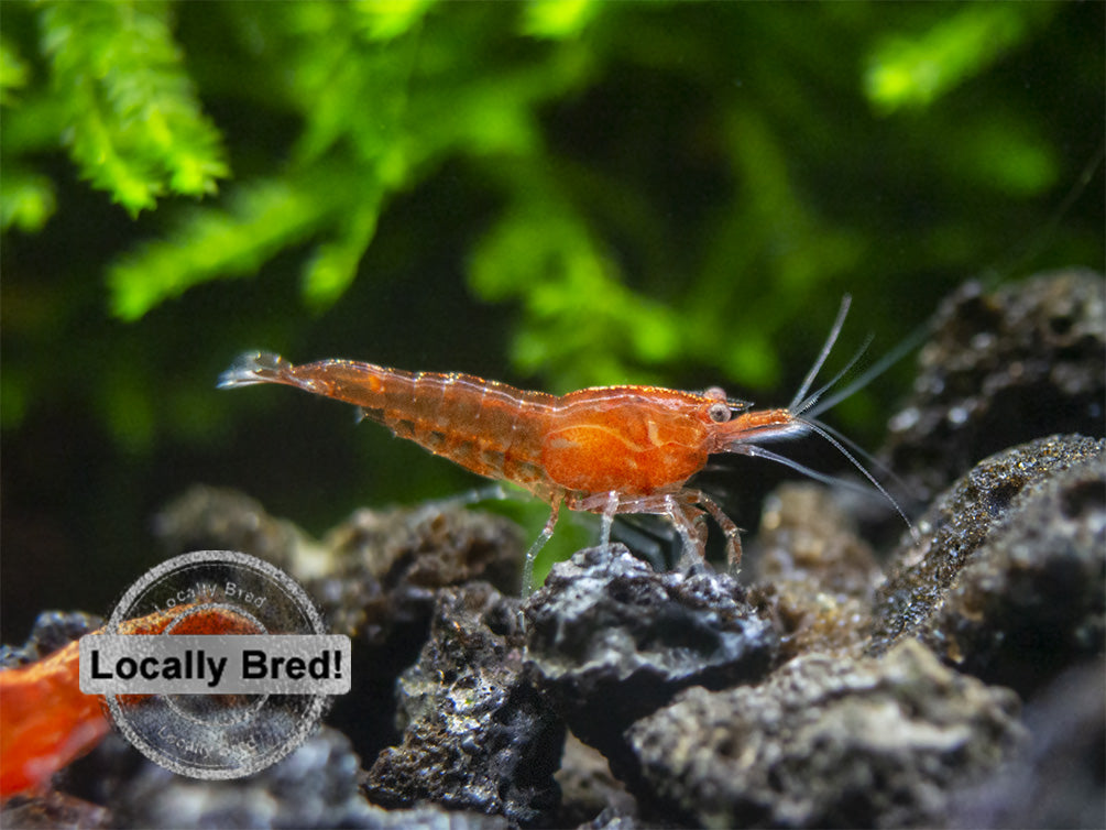 Sakura Red Cherry Shrimp, Locally-Bred Combo Box