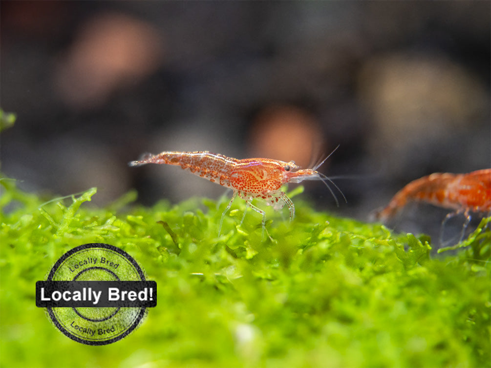 Sakura Red Cherry Shrimp, Locally-Bred Combo Box