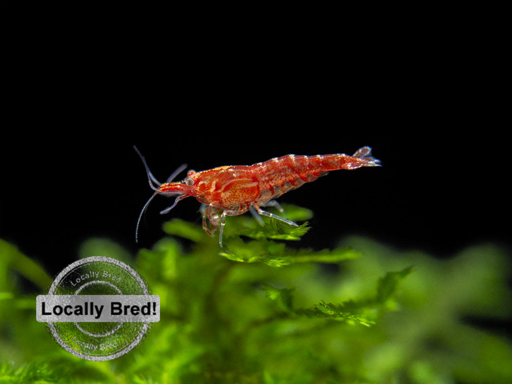 Sakura Red Cherry Shrimp, Locally-Bred Combo Box