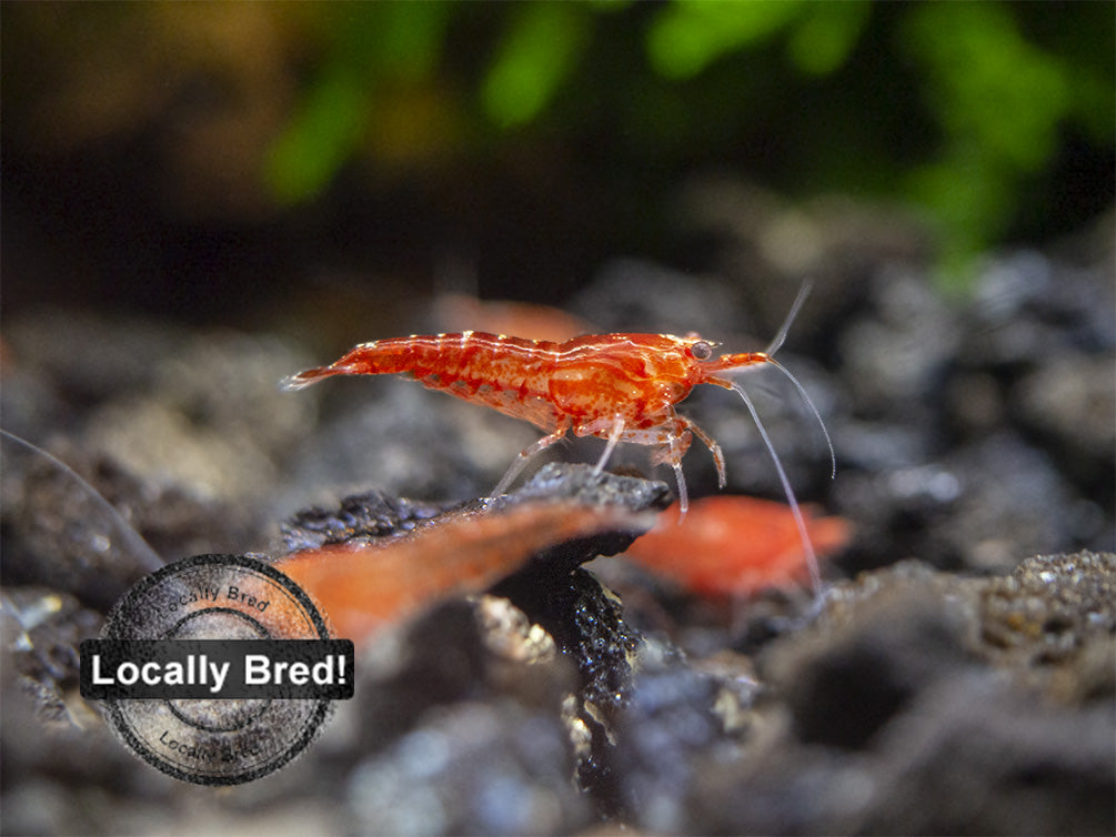 Sakura Red Cherry Shrimp, Locally-Bred Combo Box