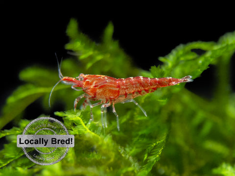 Carbon Rili Shrimp (Neocaridina davidi), BREDBY: Aquatic Arts