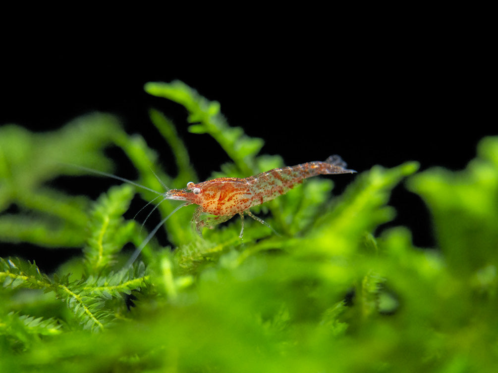 Sakura Red Cherry Shrimp Breeder Combo Box