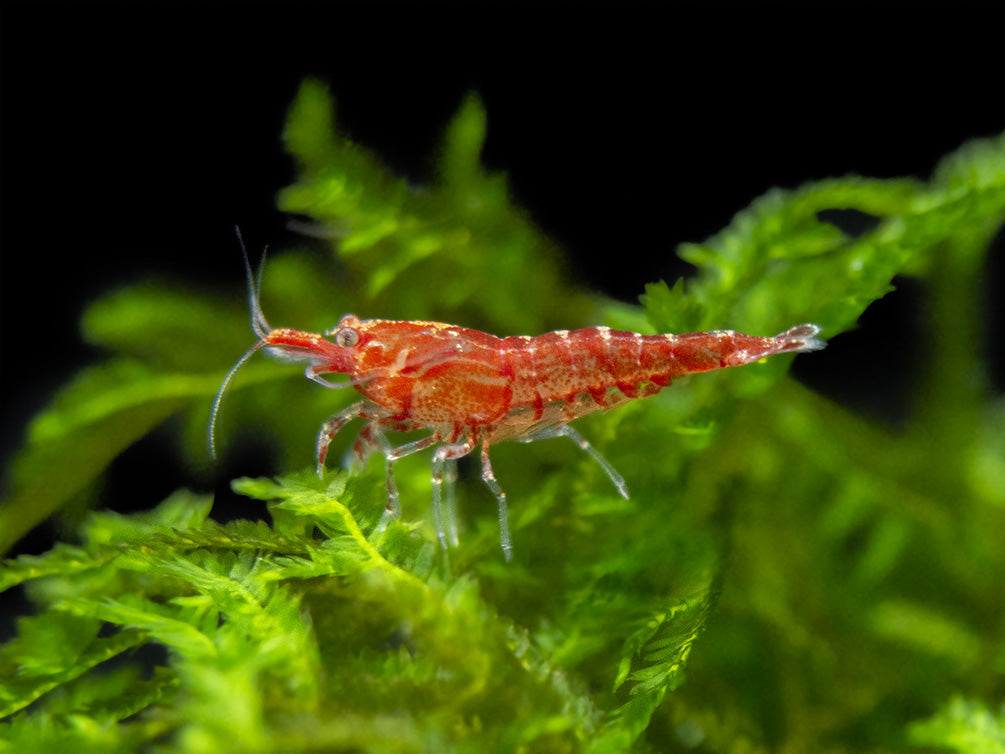 Sakura Red Cherry Shrimp Breeder Combo Box