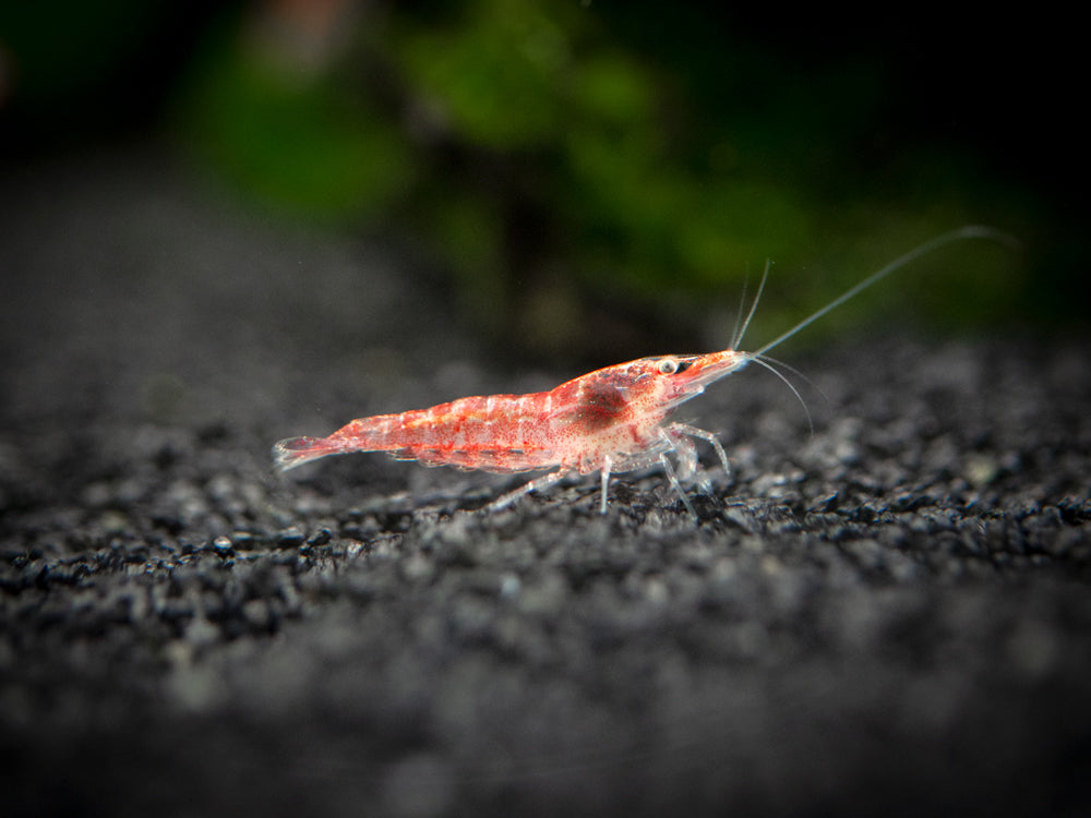 Aquatic Arts Sakura Red Cherry Shrimp (Neocaridina davidi), Tank-Bred