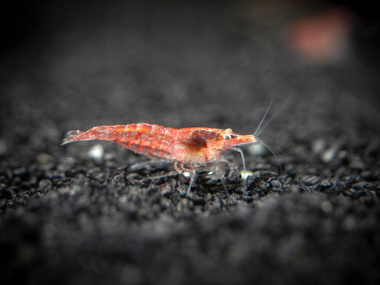 Aquatic Arts Sakura Red Cherry Shrimp (Neocaridina davidi), Tank-Bred