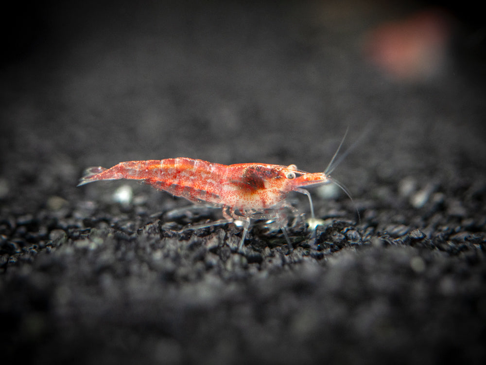 Red and Yellow Dwarf Shrimp Combo Pack, Tank-Bred!