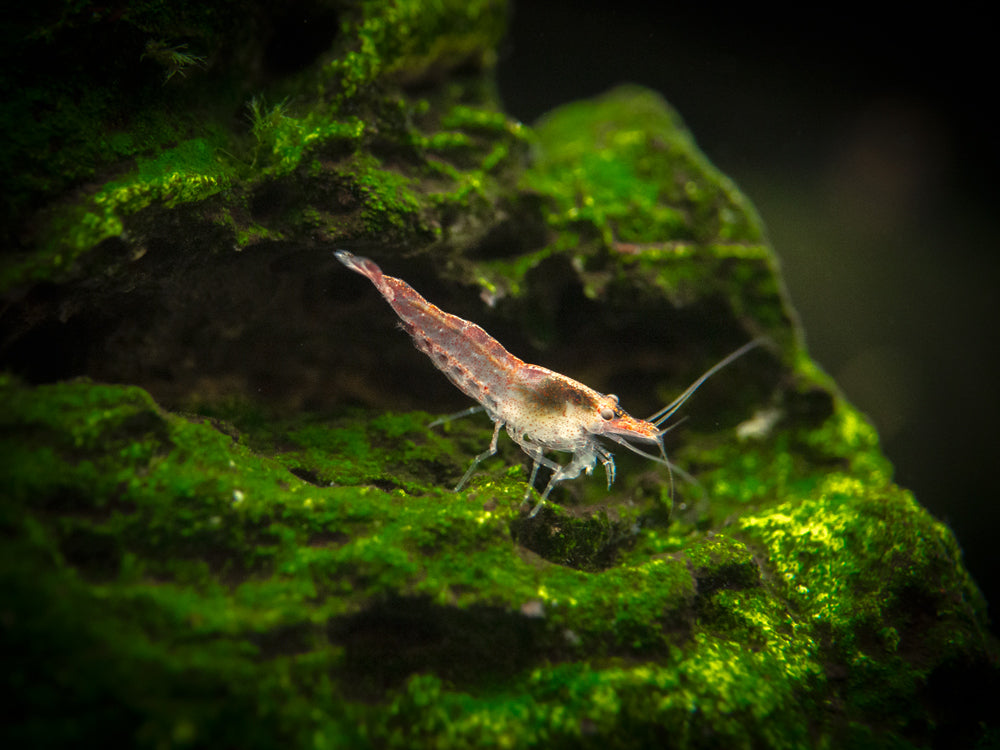 Aquatic Arts Sakura Red Cherry Shrimp (Neocaridina davidi), Tank-Bred