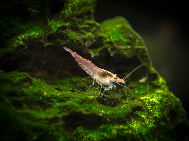 Aquatic Arts Sakura Red Cherry Shrimp (Neocaridina davidi), Tank-Bred