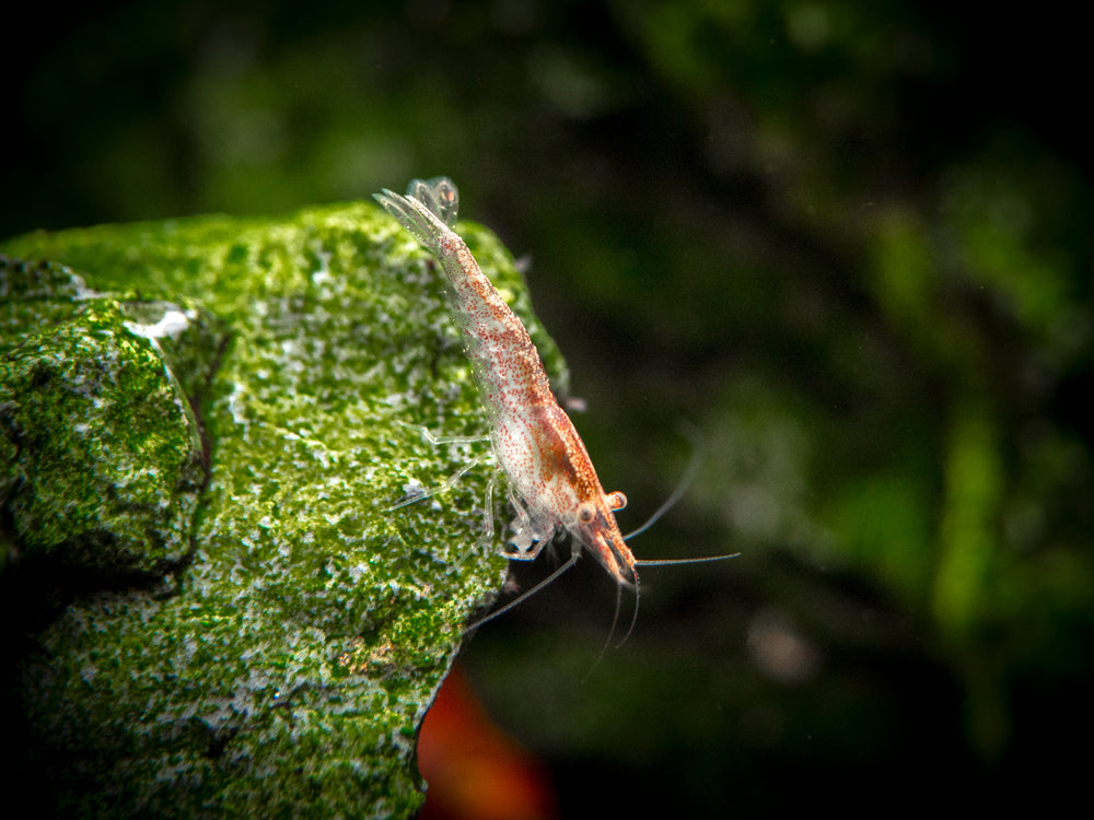 Aquatic Arts Sakura Red Cherry Shrimp (Neocaridina davidi), Tank-Bred for sale