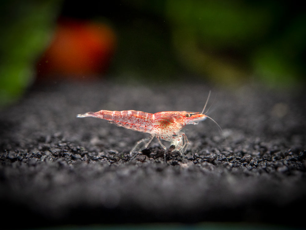 Aquatic Arts Sakura Red Cherry Shrimp (Neocaridina davidi), Tank-Bred