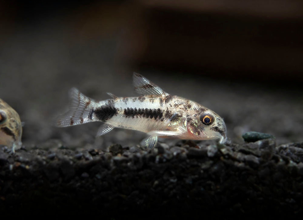 Salt and Pepper Pygmy Cory Catfish (Corydoras habrosus)
