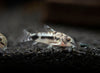 Salt and Pepper Pygmy Cory Catfish (Corydoras habrosus)