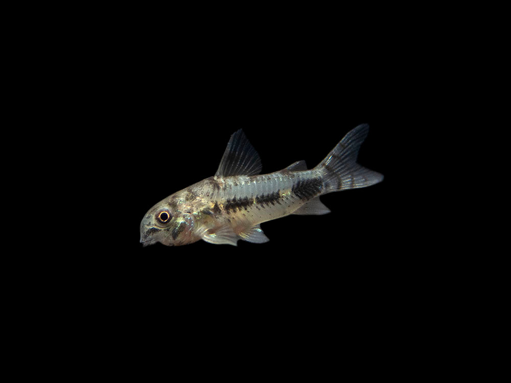 Salt and Pepper Pygmy Cory Catfish (Corydoras habrosus)