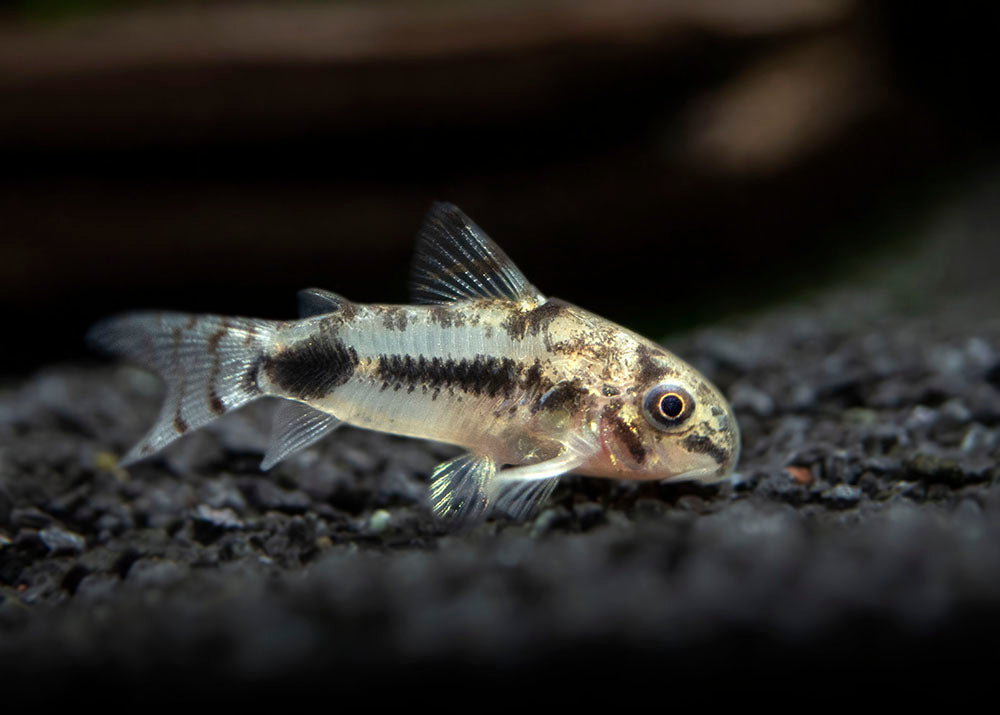 Salt and Pepper Cory Catfish (Corydoras habrosus) - Aquatic Arts