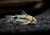 Salt and Pepper Pygmy Cory Catfish (Corydoras habrosus)
