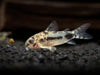 Salt and Pepper Pygmy Cory Catfish (Corydoras habrosus)