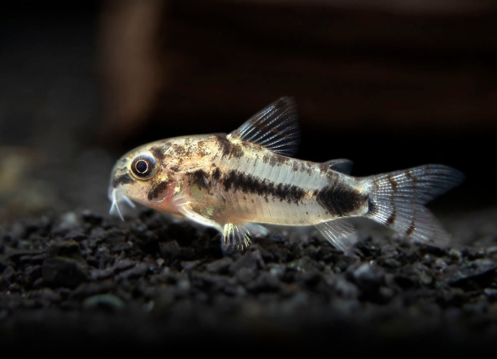 Salt and Pepper Pygmy Cory Catfish (Corydoras habrosus)