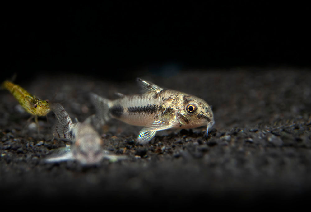 Salt and Pepper Pygmy Cory Catfish (Corydoras habrosus)