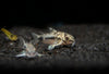 Salt and Pepper Pygmy Cory Catfish (Corydoras habrosus)