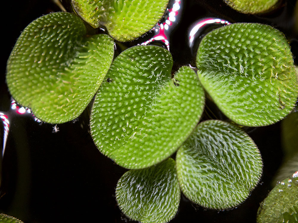 Water Spangles (Salvinia minima)